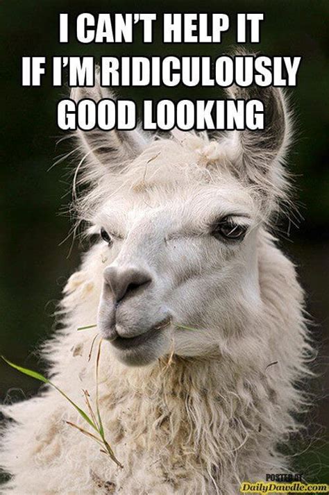 alpaca photos funny|funny alpaca jokes.